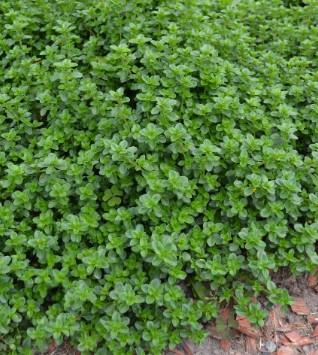 Lantana 'Bandito Red' from George Didden Greenhouses, Inc.