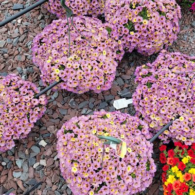 Calibrachoa Chameleon® Blueberry Scone