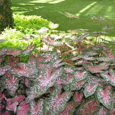 Caladium x hortulanum Carolyn Whorton