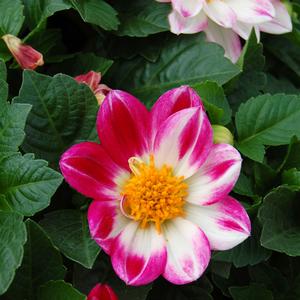 Dahlia Goldalia™ Rose Bicolor