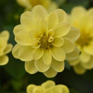 Dahlia Dahlita™ Yellow