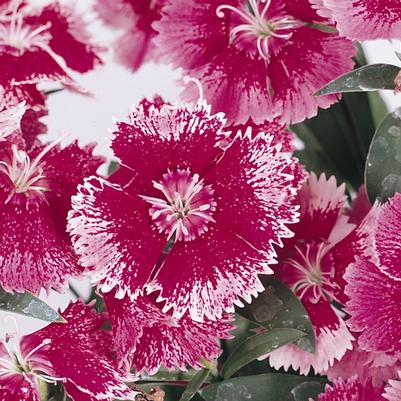 Dianthus Floral Lace™ Rose