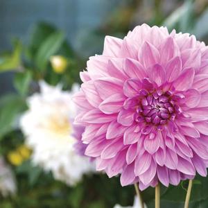 Dahlia Lavender Perfection