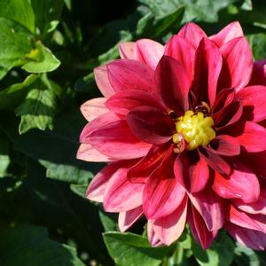 Dahlia Hypnotica® Red Velvet