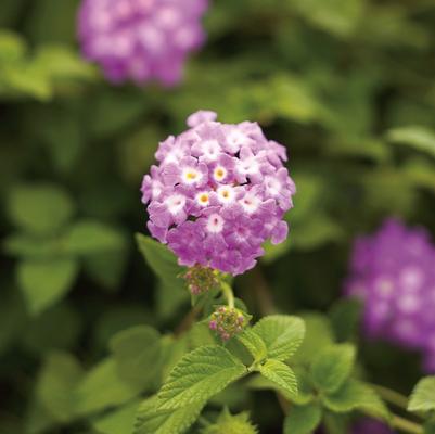 Lantana camara Luscious® Grape