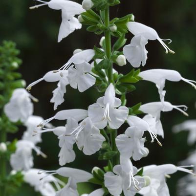 Salvia coccinea Summer Jewel™ White