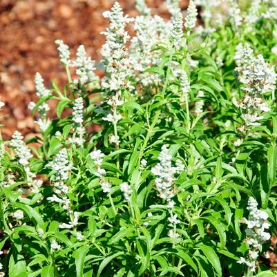 Salvia farinacea Cathedral™ White