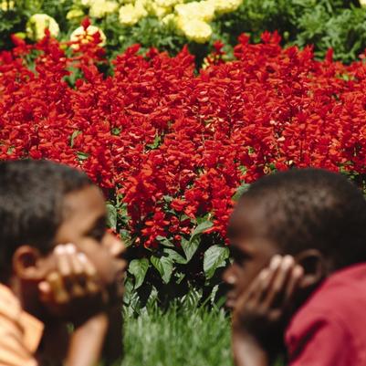 Salvia splendens Red Hot Sally II