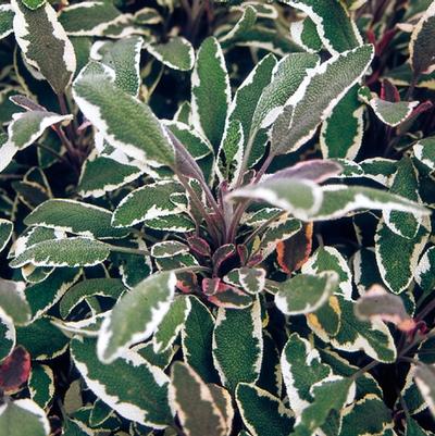 Salvia officinalis Tricolor