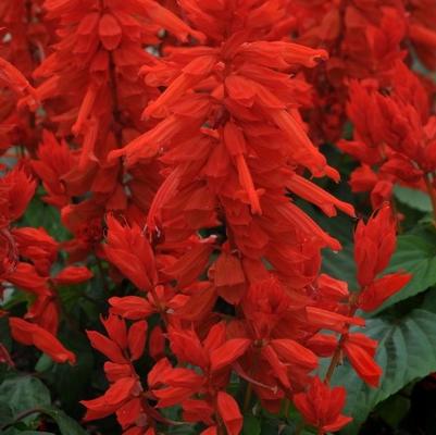 Salvia Lighthouse Red 