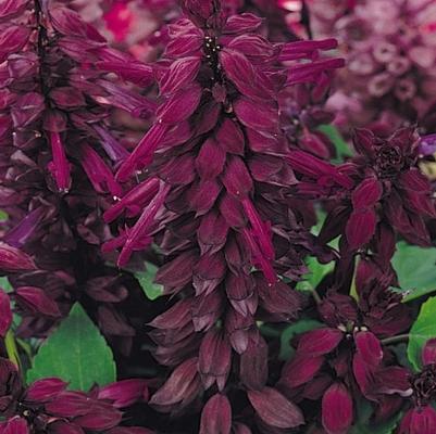 Salvia Vista Purple 