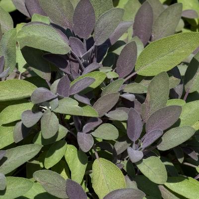 Salvia officinalis Purpurascens