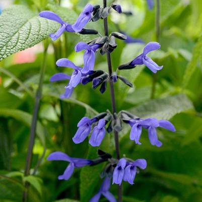 Salvia guaranitica Black & Bloom