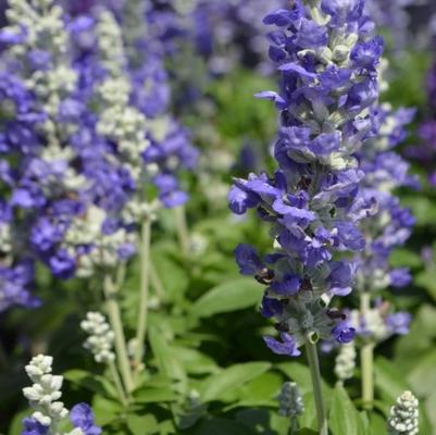 Salvia farinacea Cathedral™ Blue Bicolor