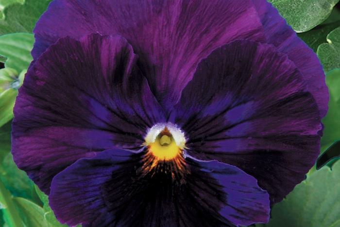 Viola x wittrockiana Delta™ Premium Pure Violet