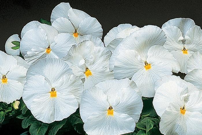 Viola x wittrockiana Delta™ Premium Pure White