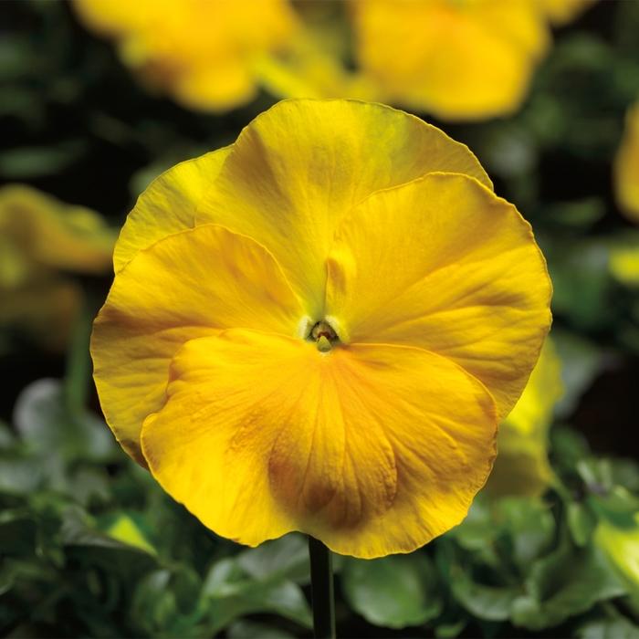 Viola x wittrockiana Delta™ Premium Pure Yellow