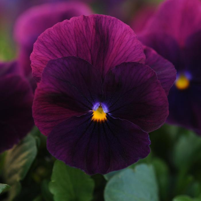 Viola x wittrockiana Cool Wave® Purple