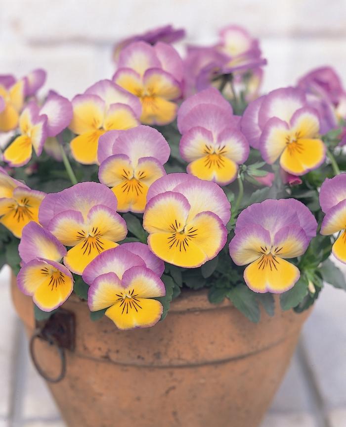 Viola x wittrockiana Ultima Radiance Lilac