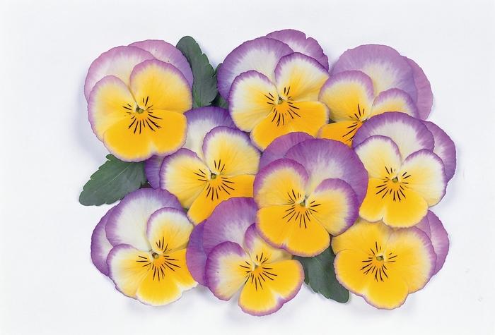 Viola x wittrockiana Ultima Radiance Lilac