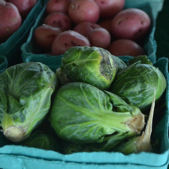 Brassica oleracea var. gemmifera 