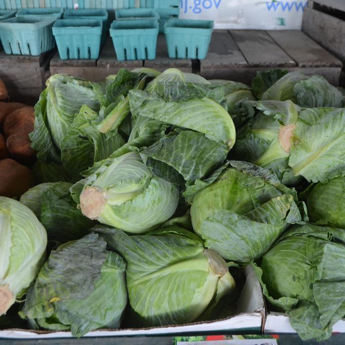 Brassica oleracea var. gemmifera 