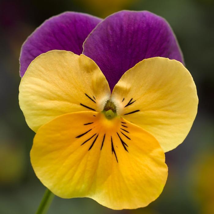 Viola cornuta Penny™ Orange Jump-up