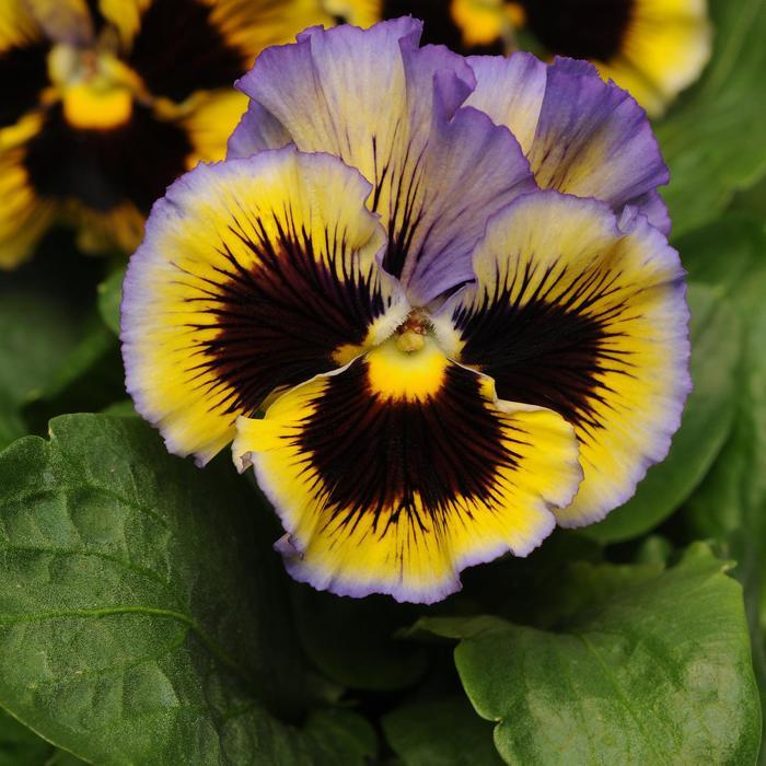 Viola x wittrockiana Frizzle Sizzle Yellow Blue Swirl