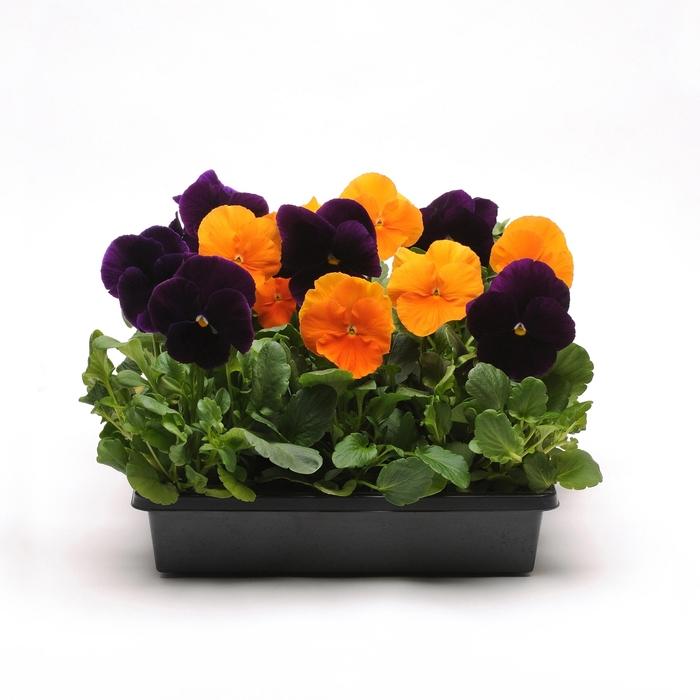 Viola x wittrockiana Matrix® Halloween Mix