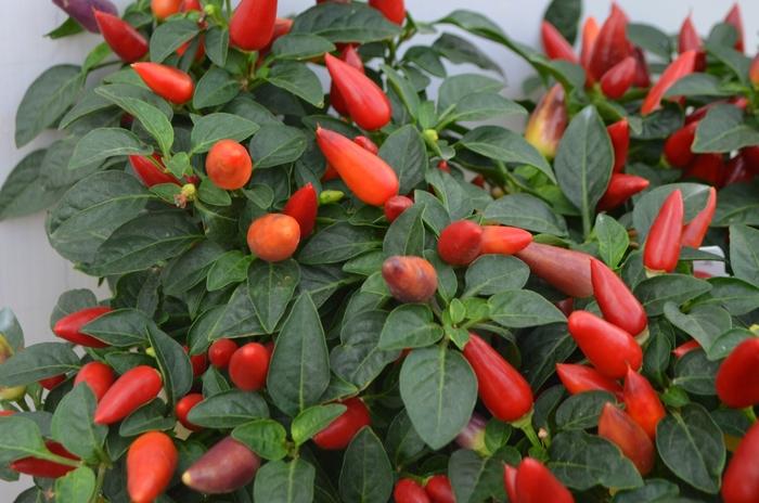 Capsicum annuum Acapulco® Multicolor