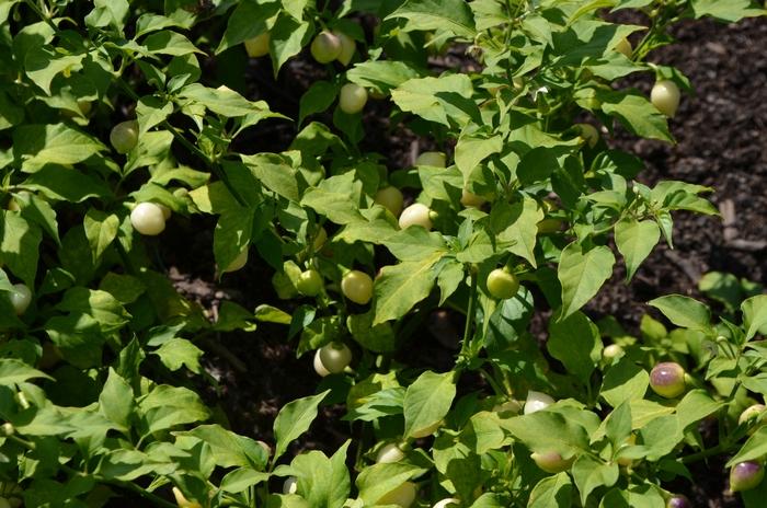 Capsicum chinense Snow White