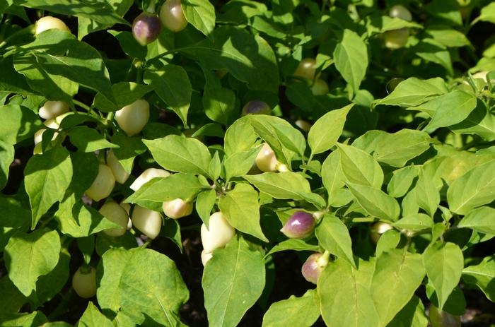 Capsicum chinense Snow White