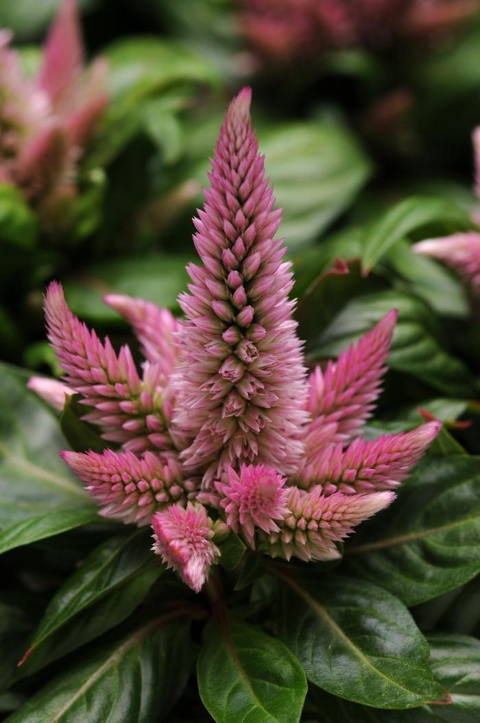 Celosia Kosmo Pink