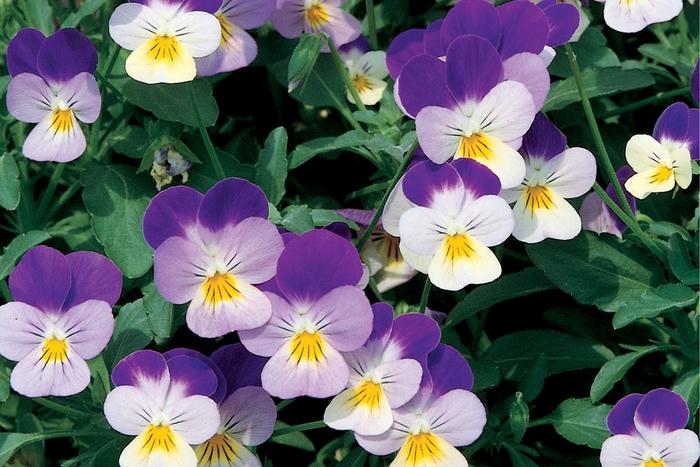 Viola x wittrockiana Delta™ Premium Violet & White