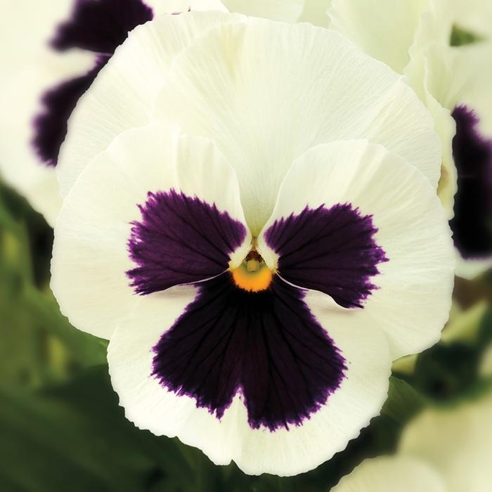 Viola x wittrockiana Delta™ Premium White w/Blotch