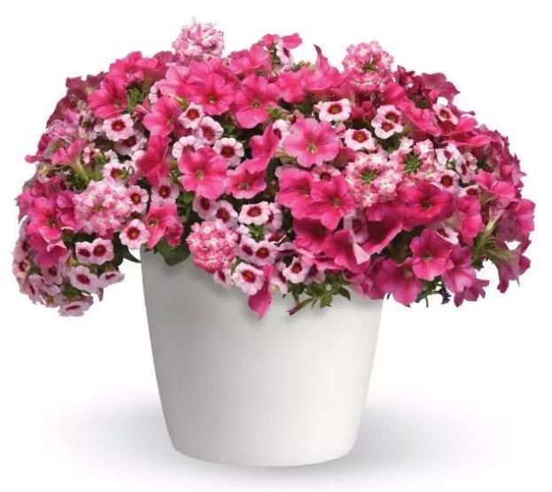 Combination Planter Kwik Kombos™ Cherry Kiss