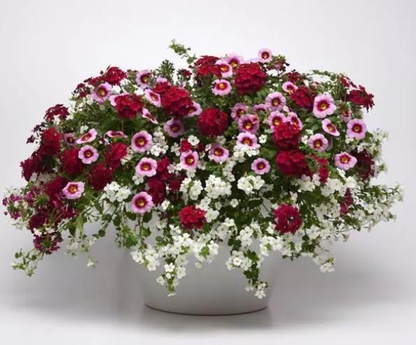 Combination Planter Kwik Kombos™ Strawberry Shortcake