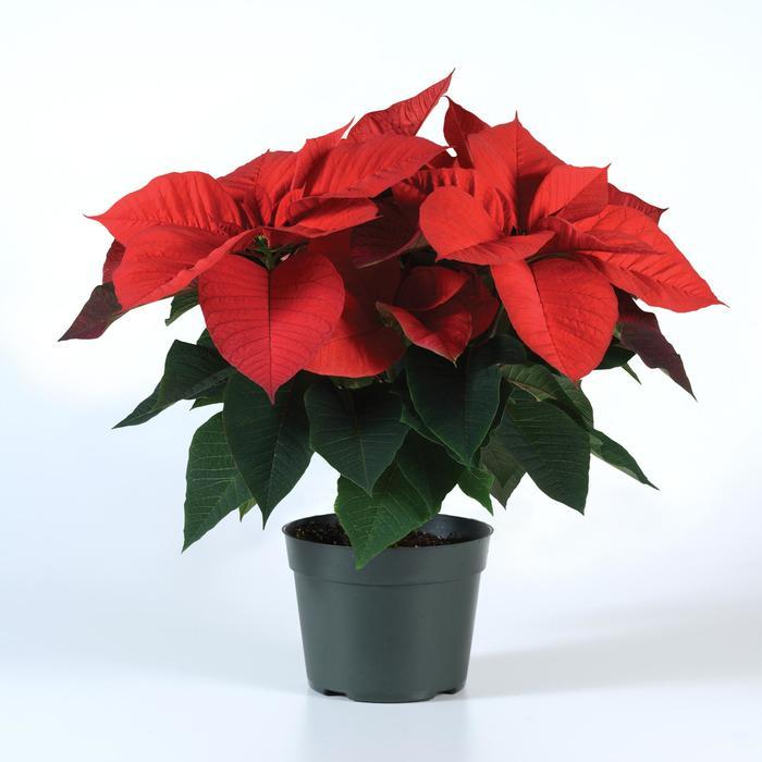 Euphorbia pulcherrima Christmas Beauty Aurora