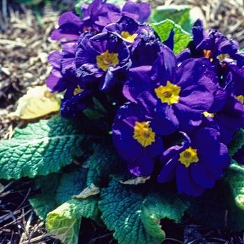 Primula polyantha Danova Blue