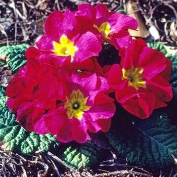 Primula polyantha Danova Rose