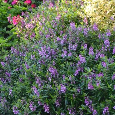 Angelonia angustifolia Serenita® Raspberry