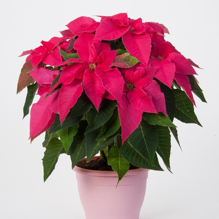 Euphorbia pulcherrima Princettia Queen™ Pink