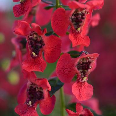 Angelonia angustifolia Archangel™ Cherry Red