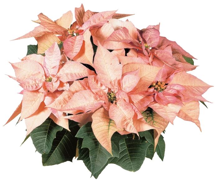 Euphorbia pulcherrima Cinnamon Star™