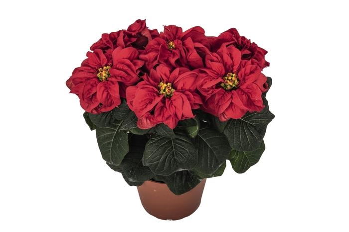 Euphorbia pulcherrima Winter Rose Early Red