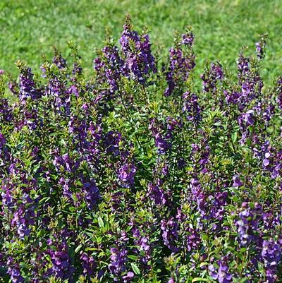 Angelonia angustifolia Serenita® Purple