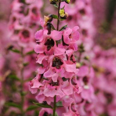 Angelonia angustifolia Serenita® Pink