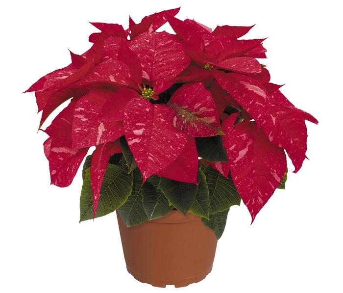 Euphorbia pulcherrima Premier Jingle Bells