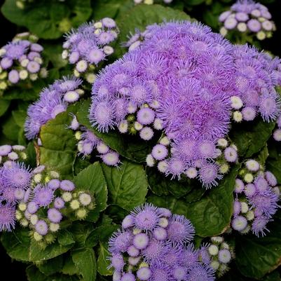 Ageratum houstonianum Aloha Blue