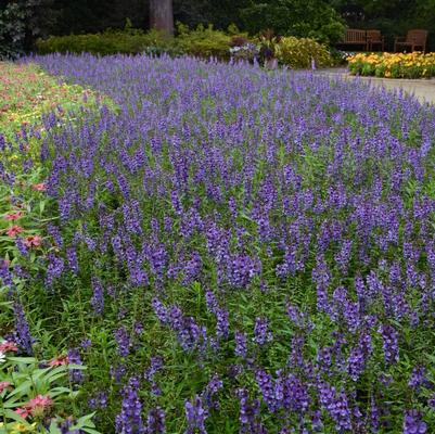 Angelonia angustifolia Serena® Blue